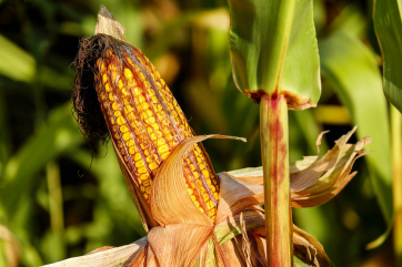 Американские фермеры поднялись на кукурузе. Что не так с Россией? 
